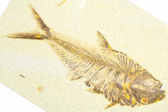 Detailed Fossil Fish (Diplomystus) - Wyoming #360749
